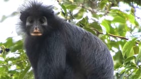 El hallazgo de Colobus congoensis amplía la lista de especies conocidas.