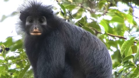 El hallazgo de Colobus congoensis amplía la lista de especies conocidas.