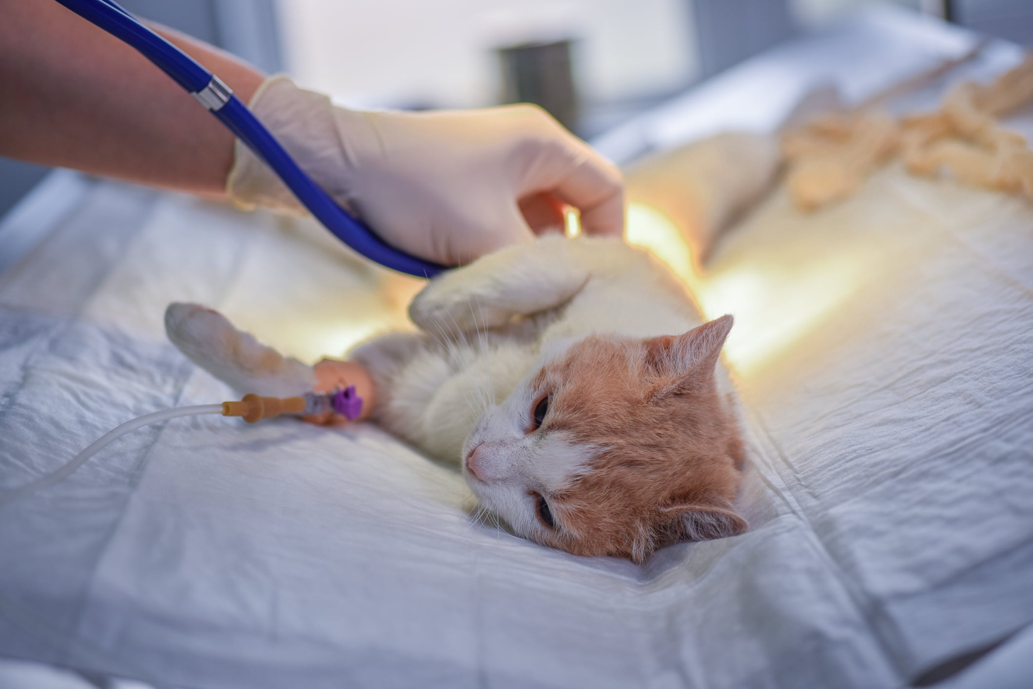 Gato en el veterinario