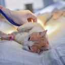 Gato en el veterinario