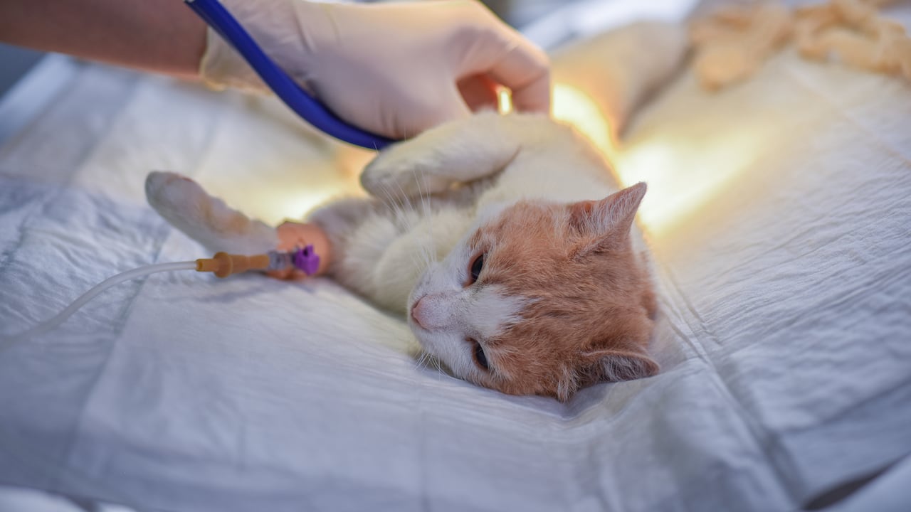 Los gatos deben visitar el veterinario cada determinado tiempo según la edad.