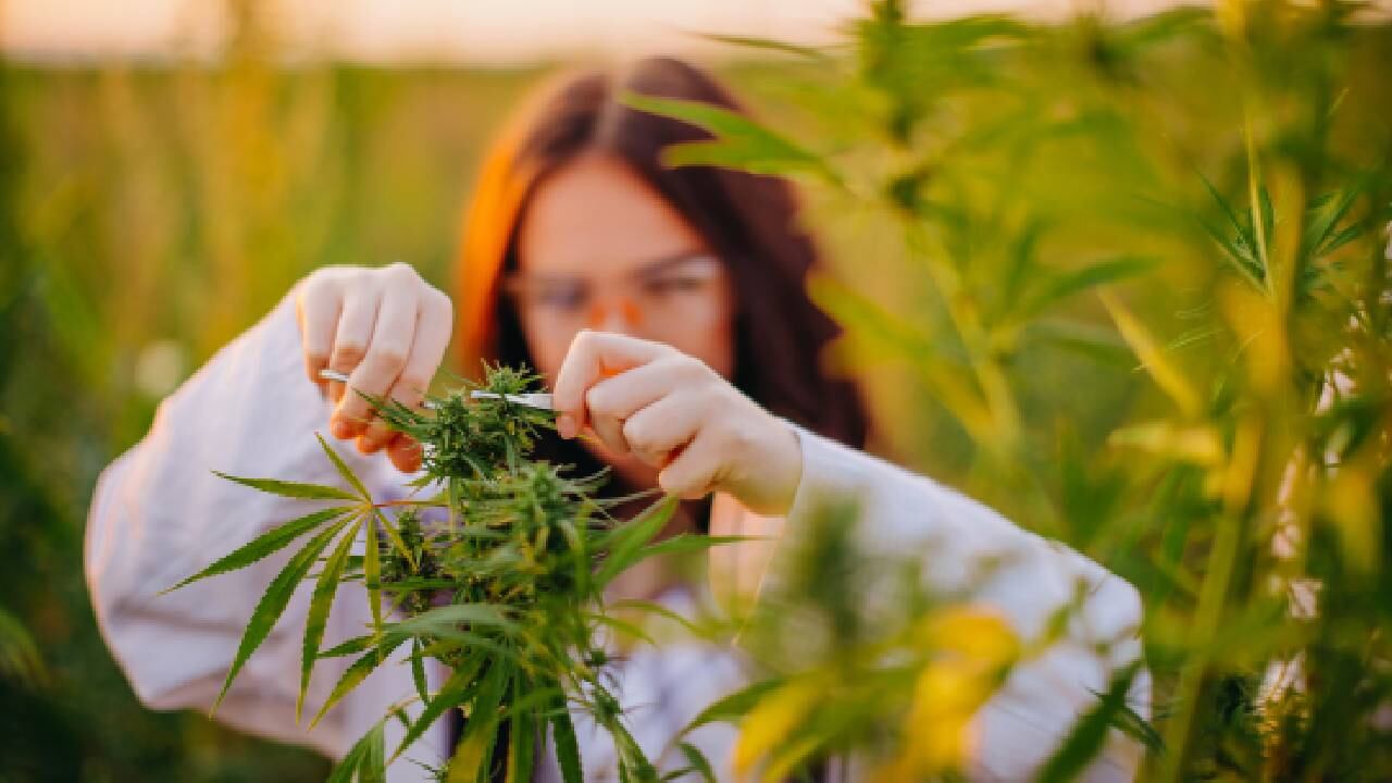 Países que han despenalizado el uso del cannabis recreativo y medicinal.