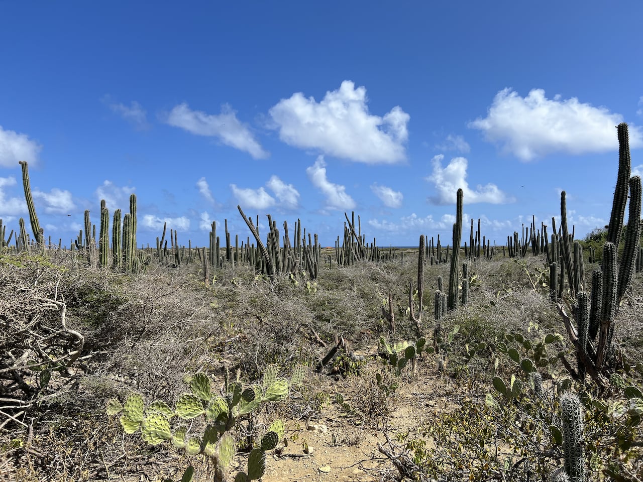 Parque Nacional Arikok