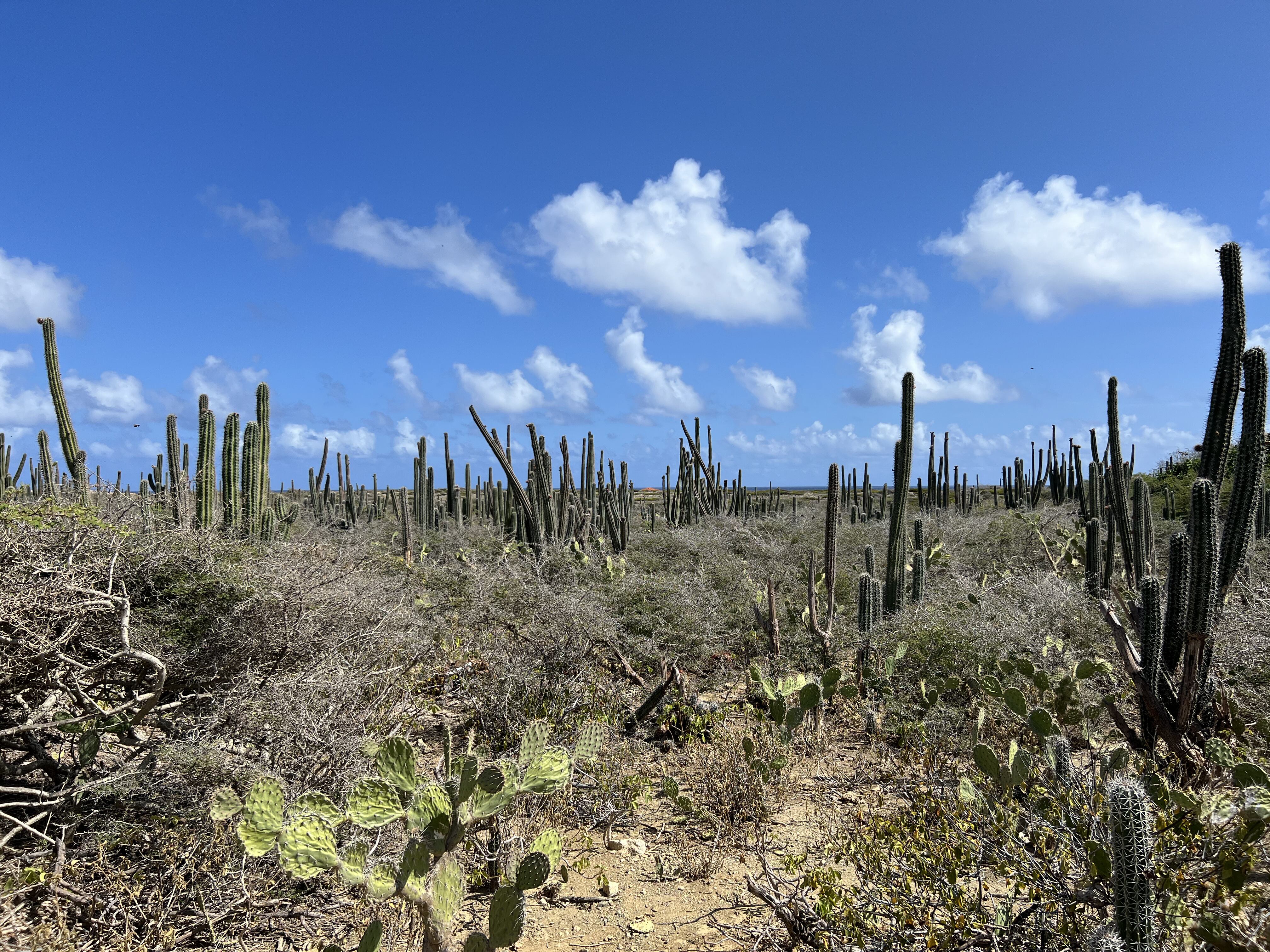 Parque Nacional Arikok