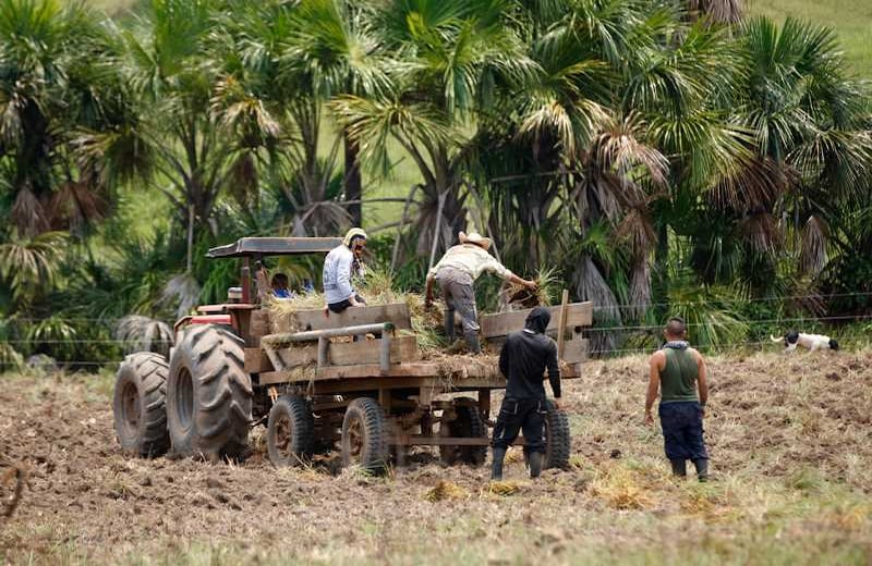 No todo es combate. Algunos días los guerrilleros se dedican a labores del campo como en esta mañana cuando salieron a sembrar pasto. 
