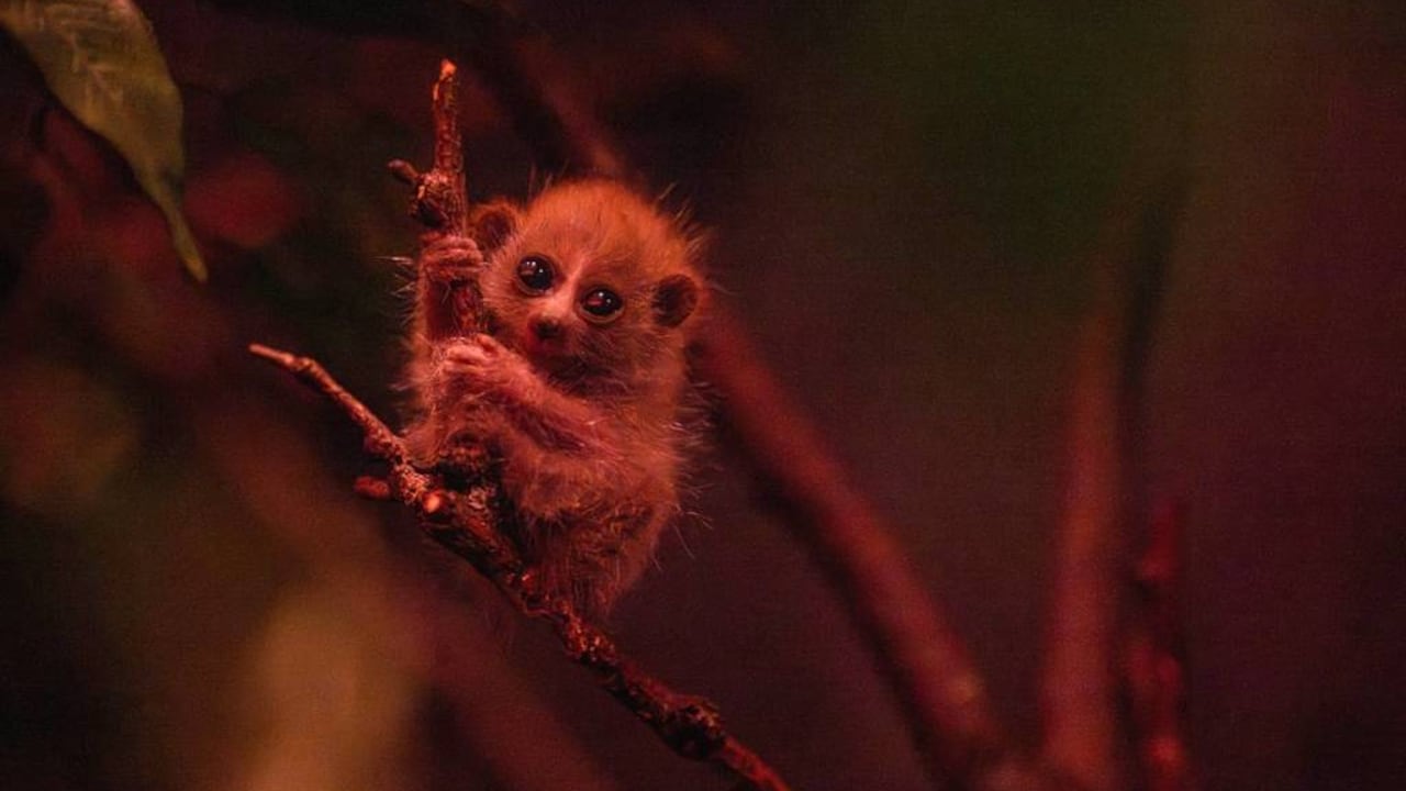Un diminuto primate nació en Nueva York y llamó la atención por una habilidad muy poco común.
