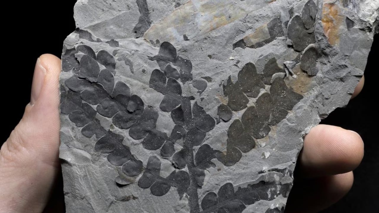 Varios nuevos fósiles de plantas del actual río Jordán retrasan las edades de importantes linajes de plantas de semillas, lo que sugiere que sobrevivieron a la extinción masiva al final del Pérmico.