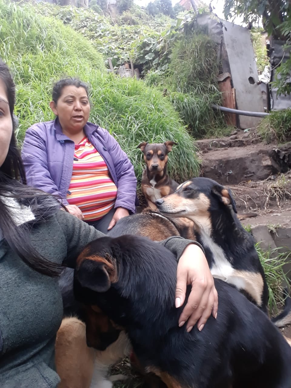 Perros y gatos en peligro en Soacha