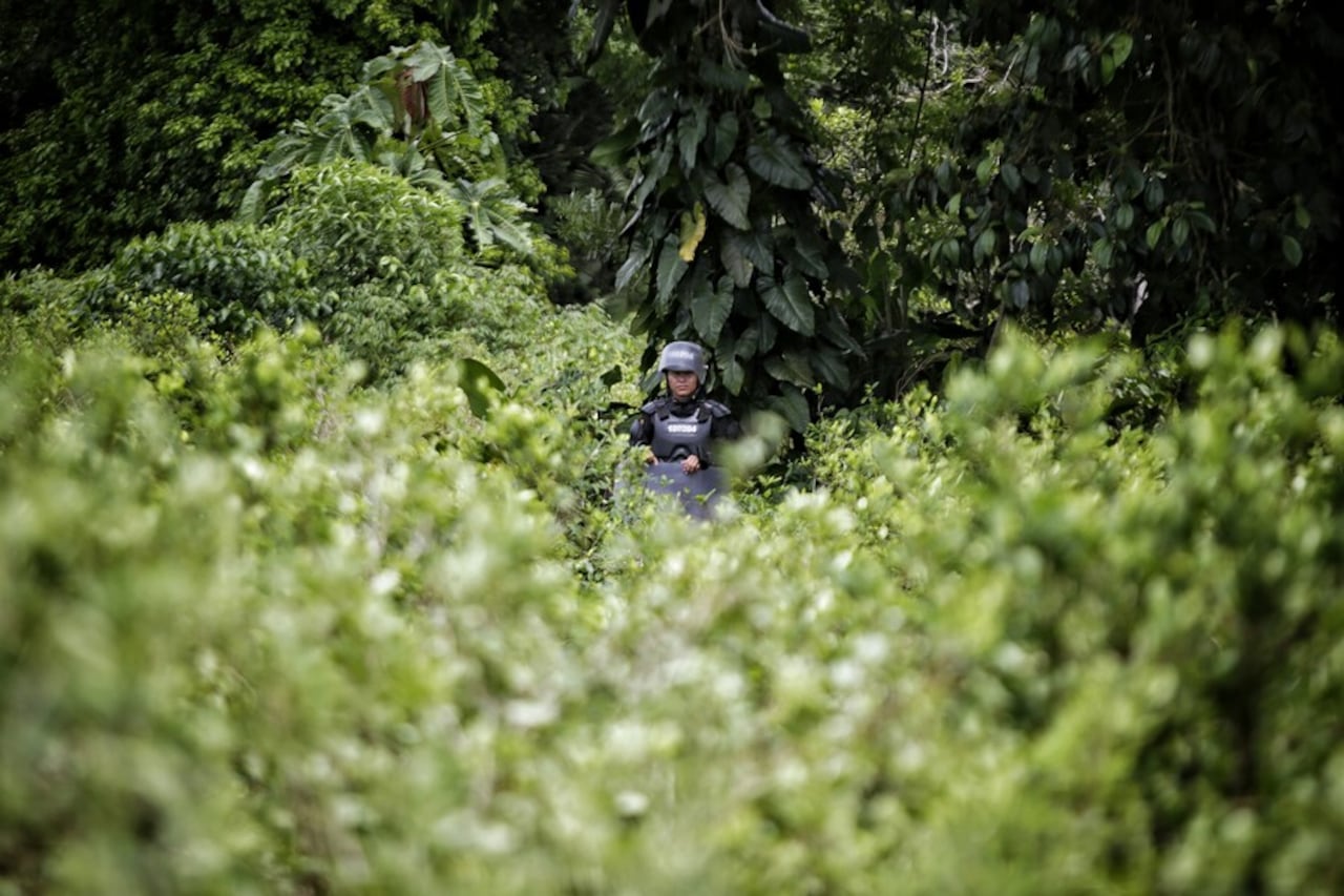 La Policía usará glifosato para erradicación terrestre de cultivos ilícitos.