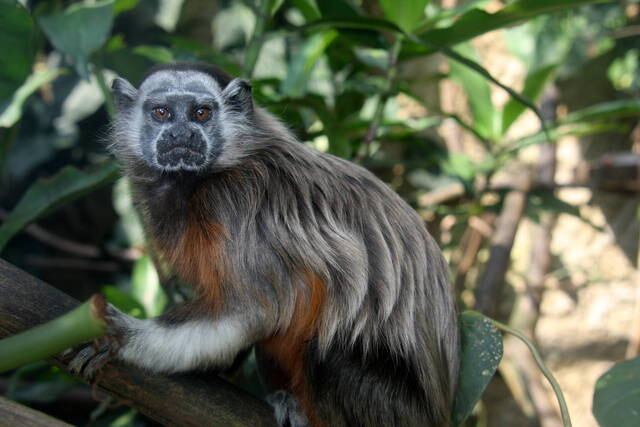 El mono fue encontrado herido en vía pública del municipio de San Rafael. (Imagen de referencia).