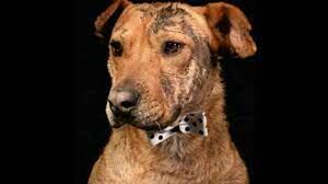 El perro llegó al hogar de Ospina en 2019 y desde entonces se convirtió en parte de la familia.