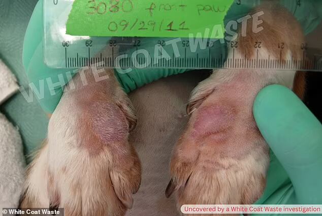 Tomada de Daily Mail