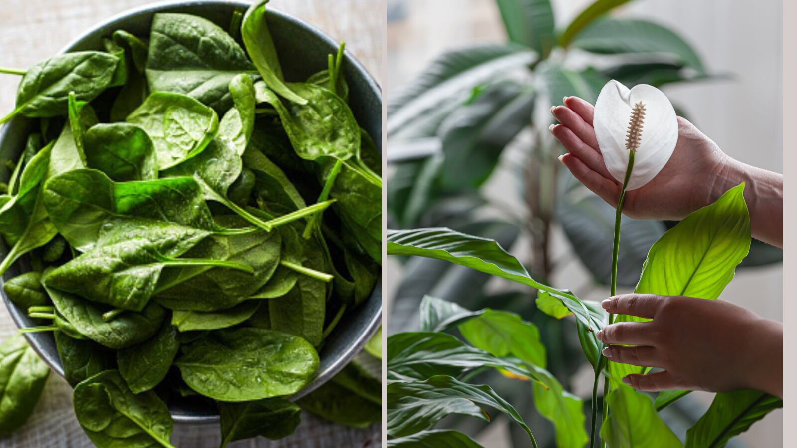 Abono para fortalecer las plantas
