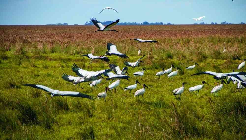 En las sabanas inundables de Cinaruco sobreviven alrededor de 68 especies de mamíferos, 178 de aves, 176 de peces, 670 de plantas y 74 de reptiles. Foto: Rodrigo Durán Bahamón.