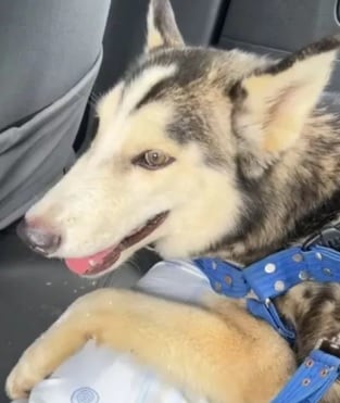 Indignante: perrito fue brutalmente golpeado en Jamundí, Valle; le quitaron parte de su cola.