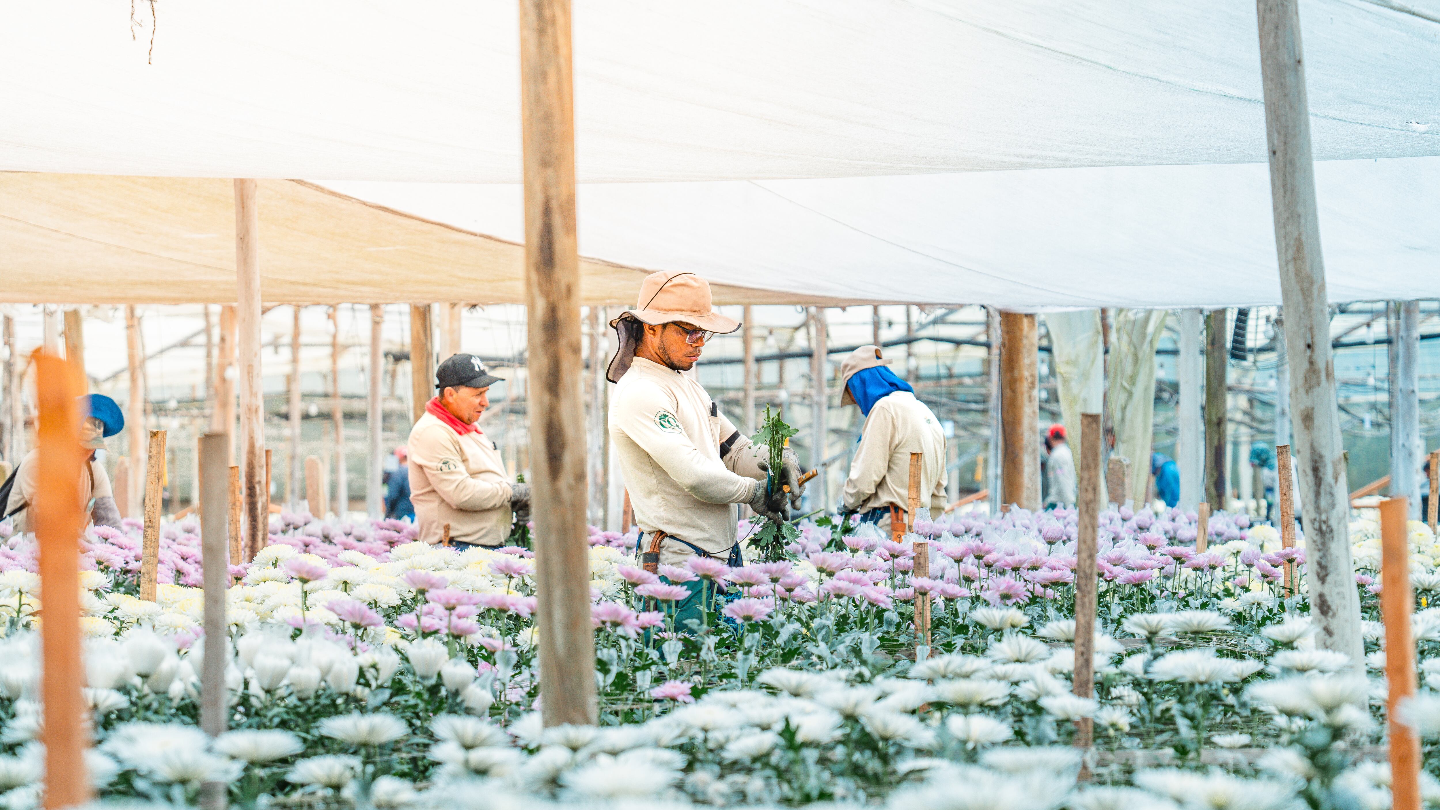 La estrategia corporativa del Banco de Bogotá posiciona al cliente en el centro de todas sus decisiones de negocio, asegurando que sus esfuerzos brinden soluciones que respondan a sus necesidades financieras y de crecimiento.