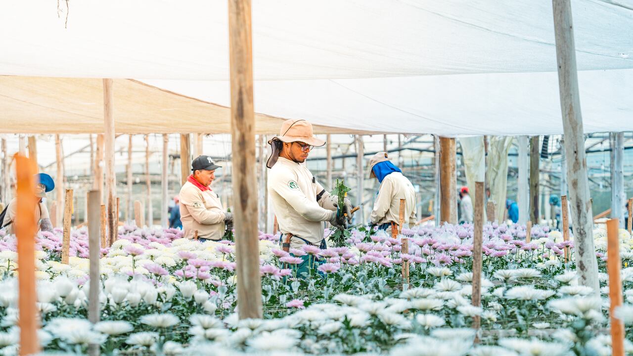 La estrategia corporativa del Banco de Bogotá posiciona al cliente en el centro de todas sus decisiones de negocio, asegurando que sus esfuerzos brinden soluciones que respondan a sus necesidades financieras y de crecimiento.