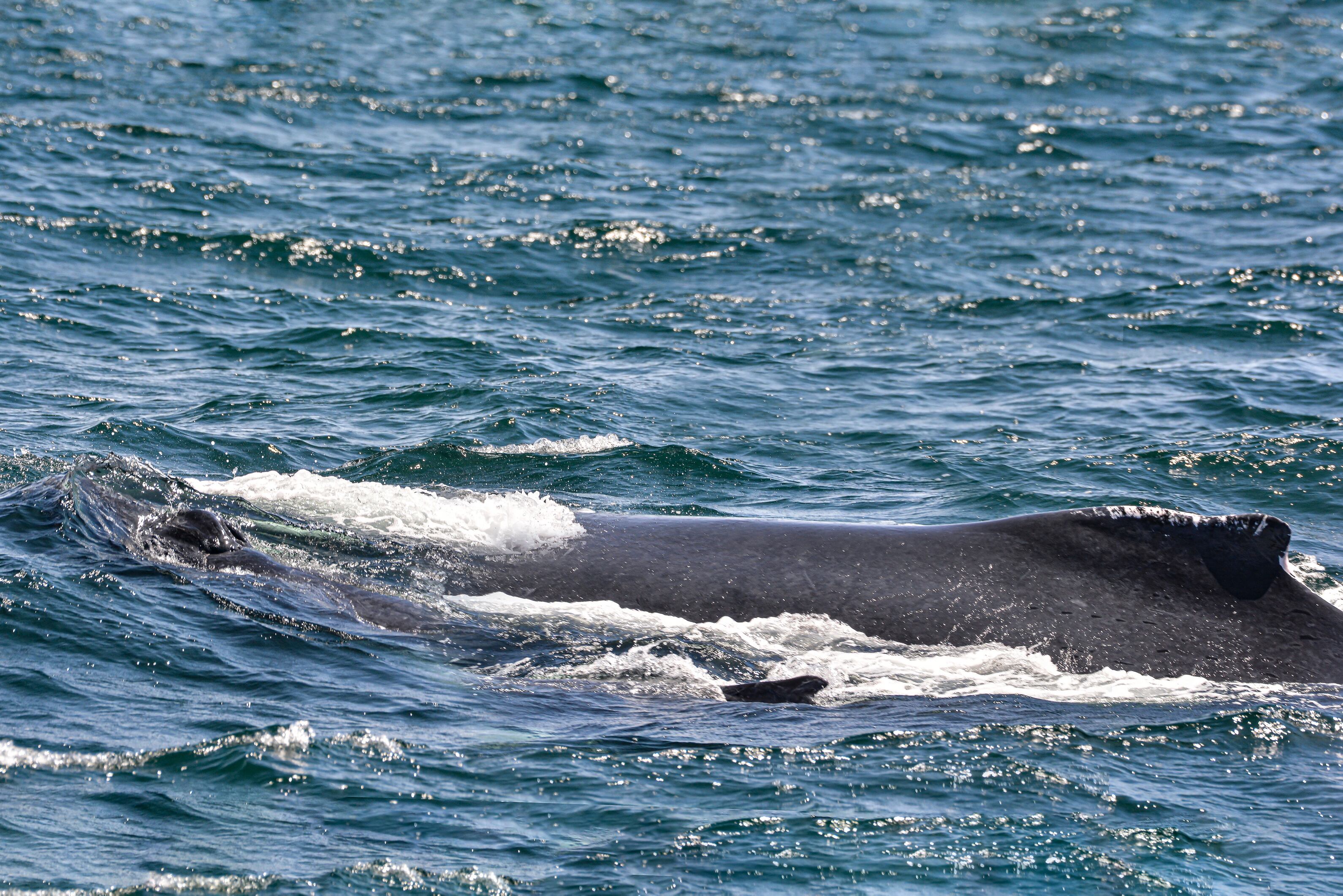Al Pacifico llegan los mamíferos mas grandes de la tierra, la temporada de ballenas, atrae a miles de turistas que llegan al puerto de Buenaventura atraídos por la ilusión de ver estos animales. Los grandes cetáceos visitan las aguas cálidas del pacífico entre agosto y noviembre para reproducirse