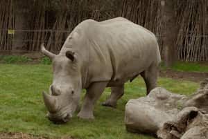 El animal es el primero que nace bajo cuidado humano profesional en Latinoamérica