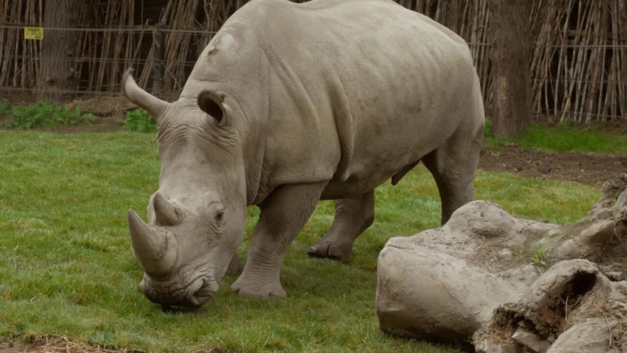 El animal es el primero que nace bajo cuidado humano profesional en Latinoamérica