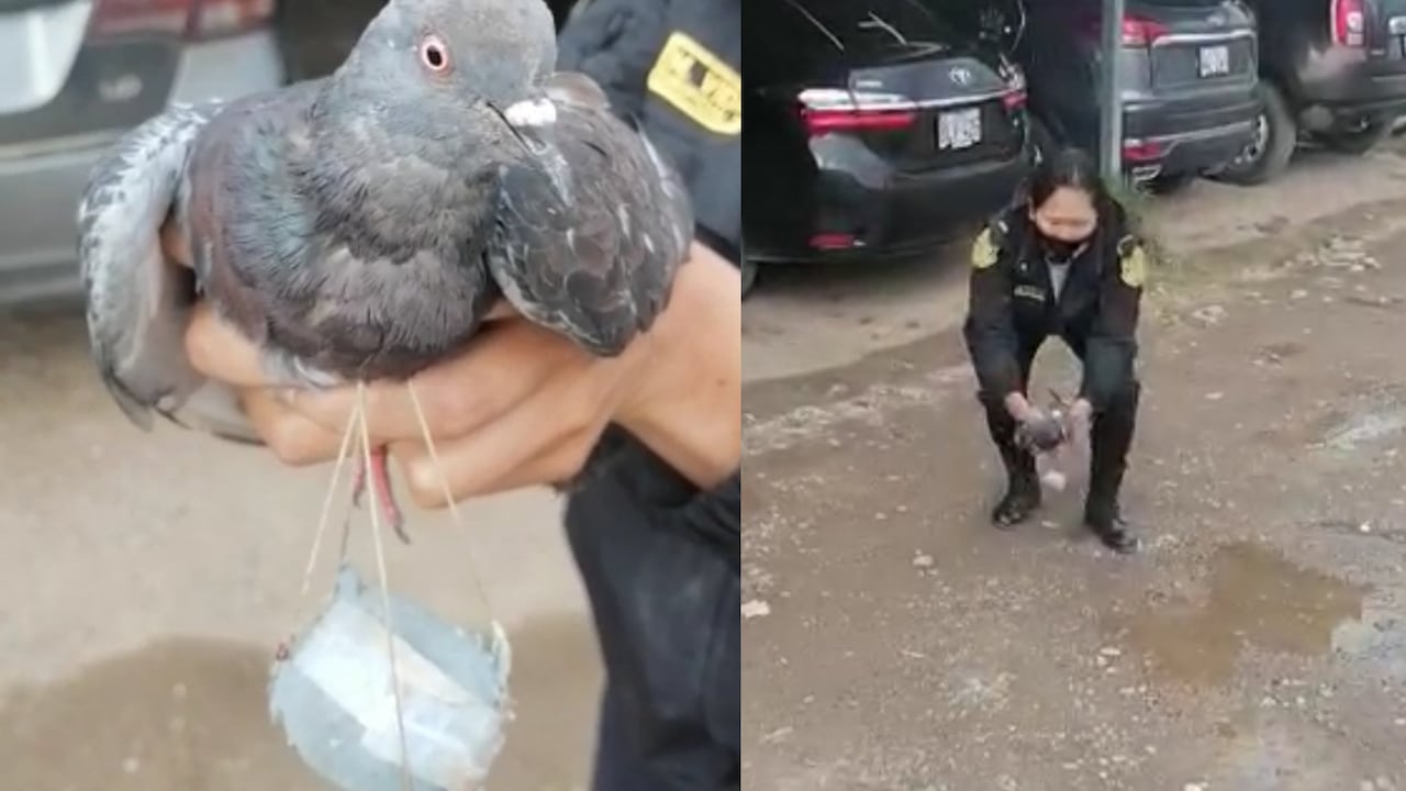 Una paloma fue usada para ingresar marihuana a la cárcel de Huancayo, en Perú.