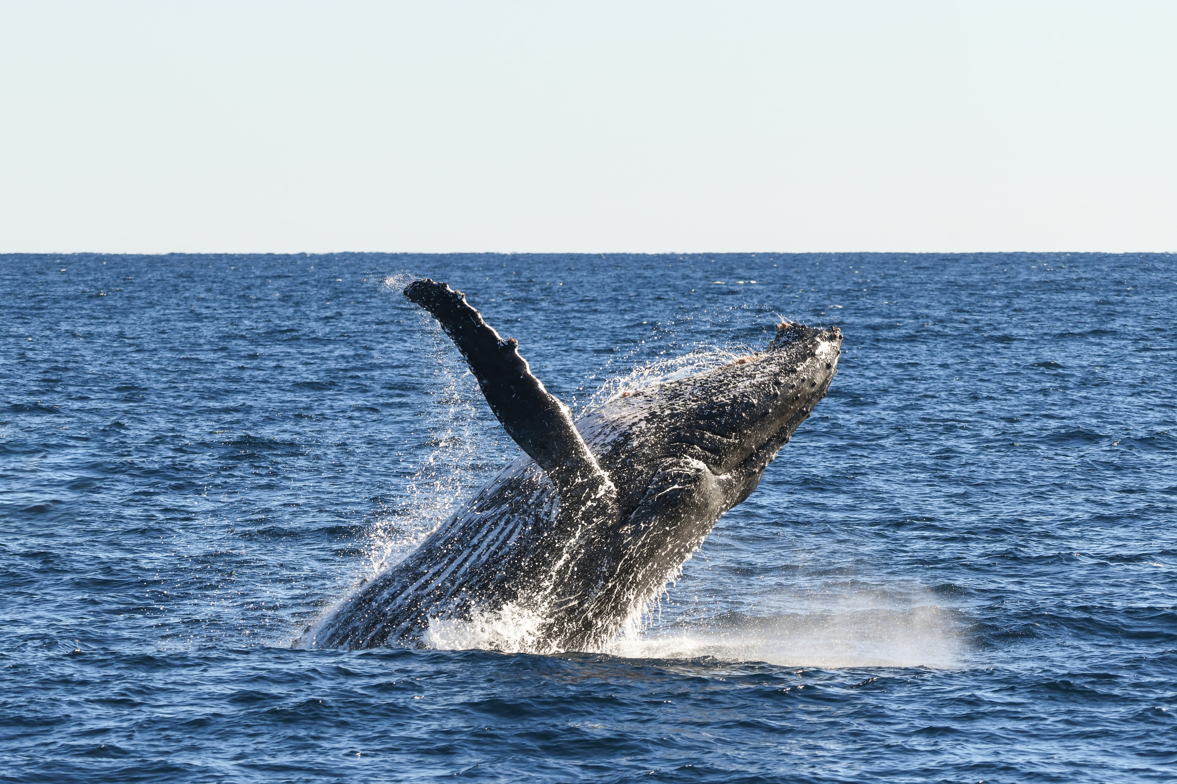 Un estudio internacional descubrió que una curiosa postura de la ballena franca austral no es un signo de enfermedad.