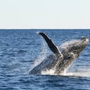 Un estudio internacional descubrió que una curiosa postura de la ballena franca austral no es un signo de enfermedad.