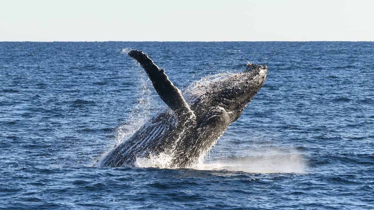 Un estudio internacional descubrió que una curiosa postura de la ballena franca austral no es un signo de enfermedad.