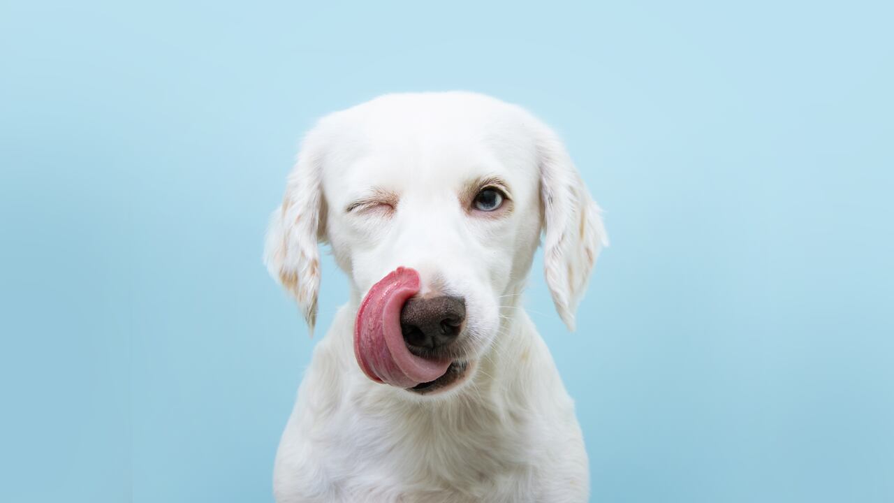 Hambriento cachorro divertido lamiendo su nariz con la lengua fuera y guiñando un ojo cerrado. Aislado sobre fondo de color azul.