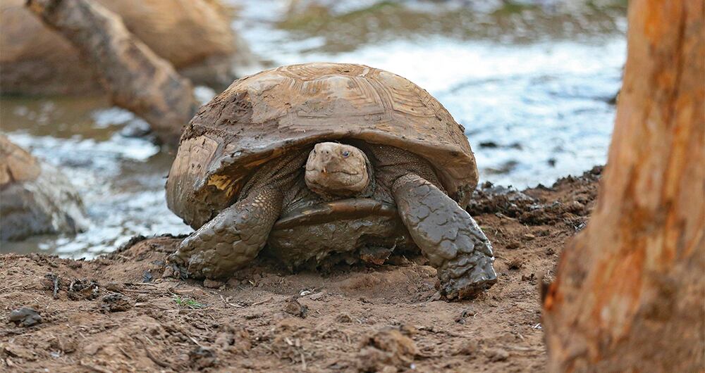 Diversas especies de animales se encuentran en peligro de extinción. 