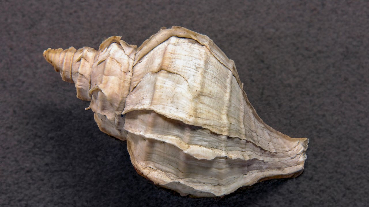 Los caracoles de mar tienen un fuerte significado en el Feng Shui.