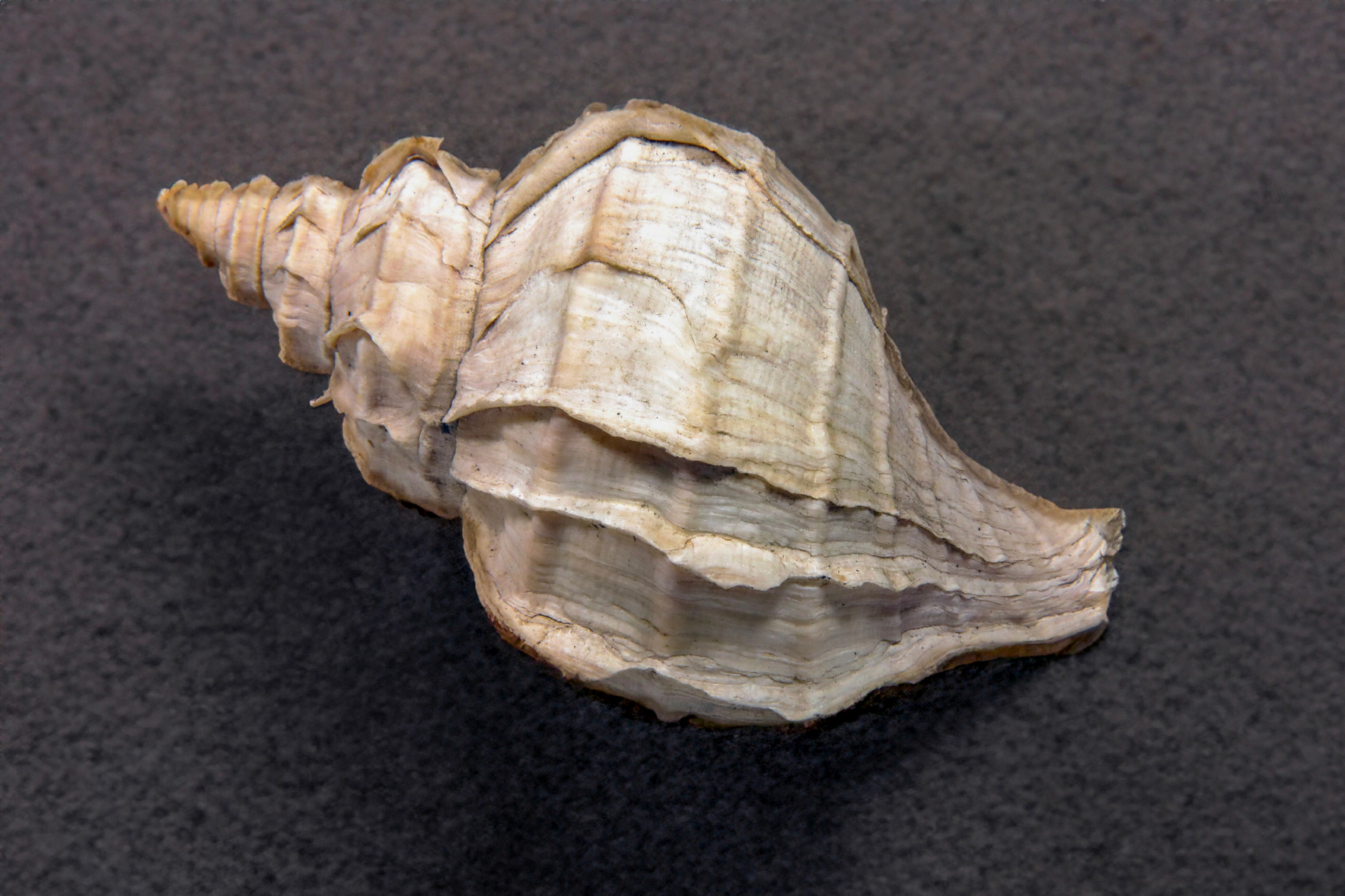 Los caracoles de mar tienen un fuerte significado en el Feng Shui.