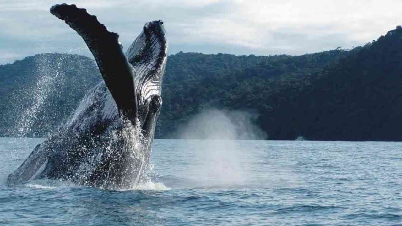 La temporada de avistamiento de ballenas jorobadas en el Pacífico colombiano terminará en noviembre. Foto: Corporación Autónoma Regional del Valle del Cauca, CVC