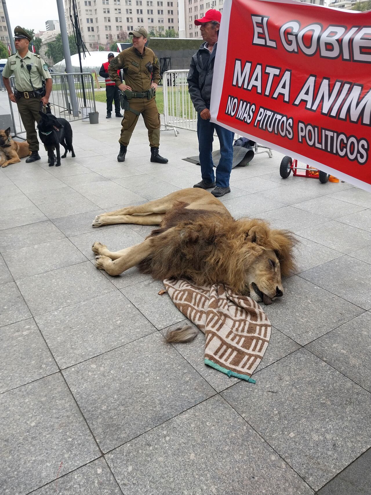 El león tenía 14 años y murió en medio de un procedimiento ordenado por la SAG, y donde expertos advirtieron de los riesgos. No obstante la entidad ambiental hizo oídos sordos y desencadenó la tragedia.