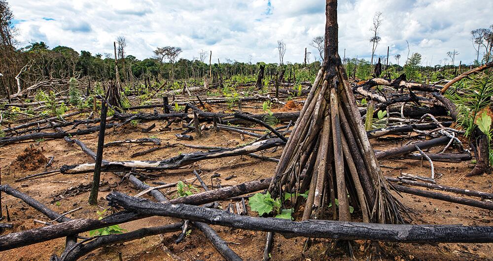 La tala ilegal es una de las principales causas de la deforestación y uno de los problemas más relevantes que deberá enfrentar el Gobierno.