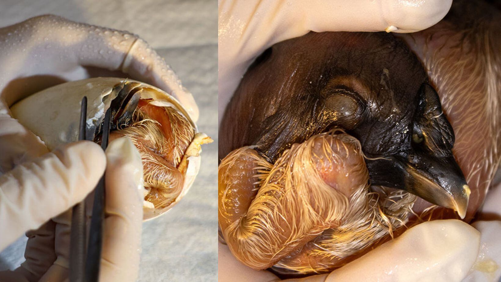 El polluelo de Cóndor de los Andes nació como resultado de un proceso de incubación artificial