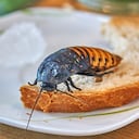 cockroach on a slice of bread