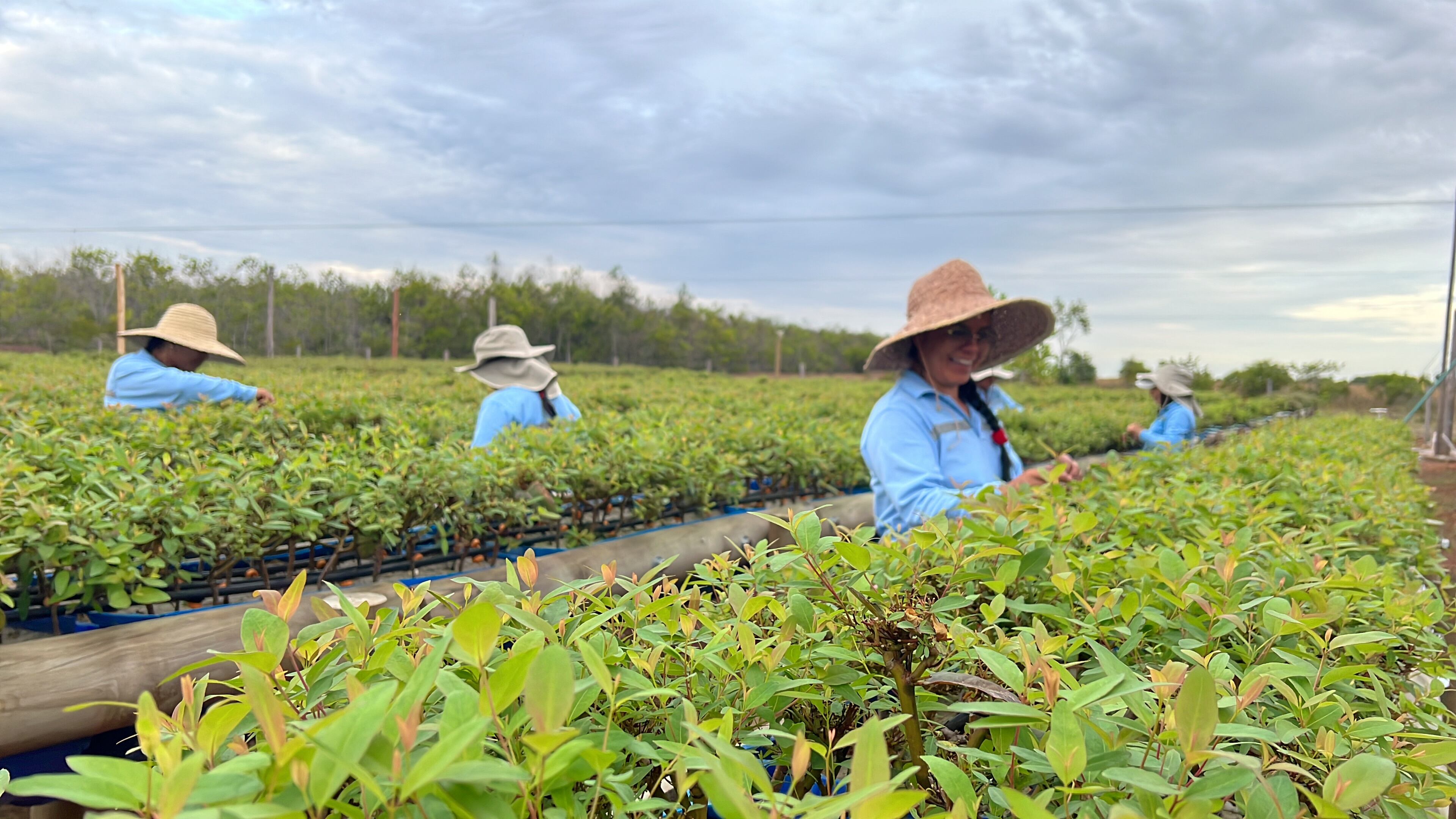 Para el proyecto forestal de 2025, la compañía iniciará ventas entre septiembre y octubre próximos, con un precio base estimado de 100.000 dólares.