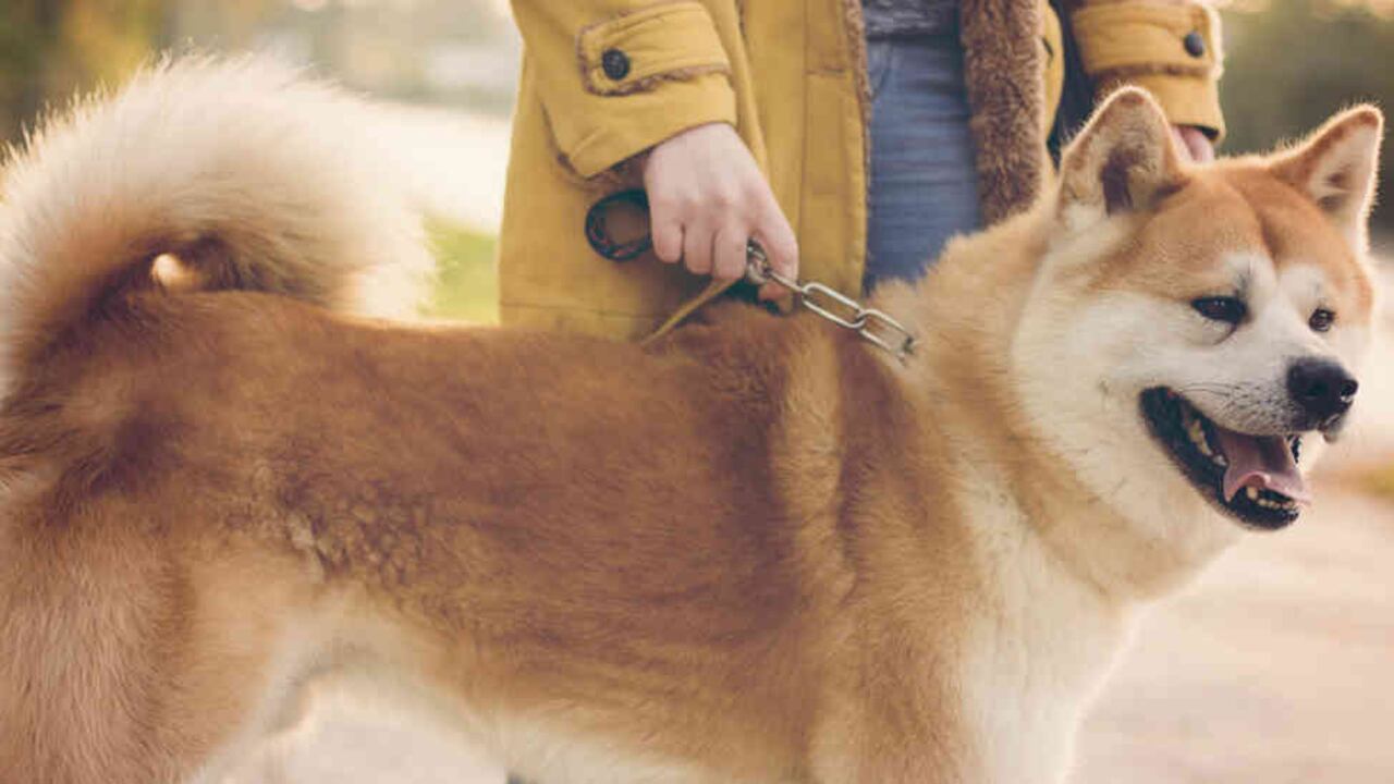 Gracias a un equipo en el norte de Japón, también los perros se unen a la fiesta.