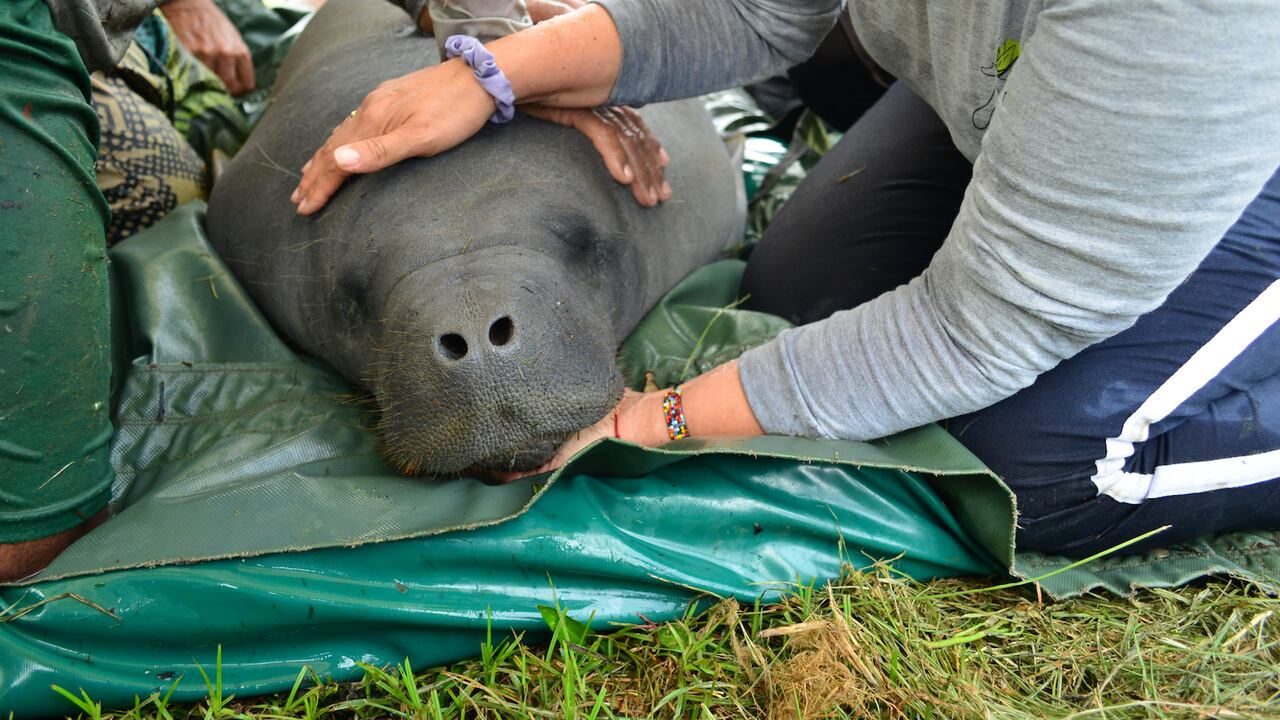 Santiago será liberado en noviembre
