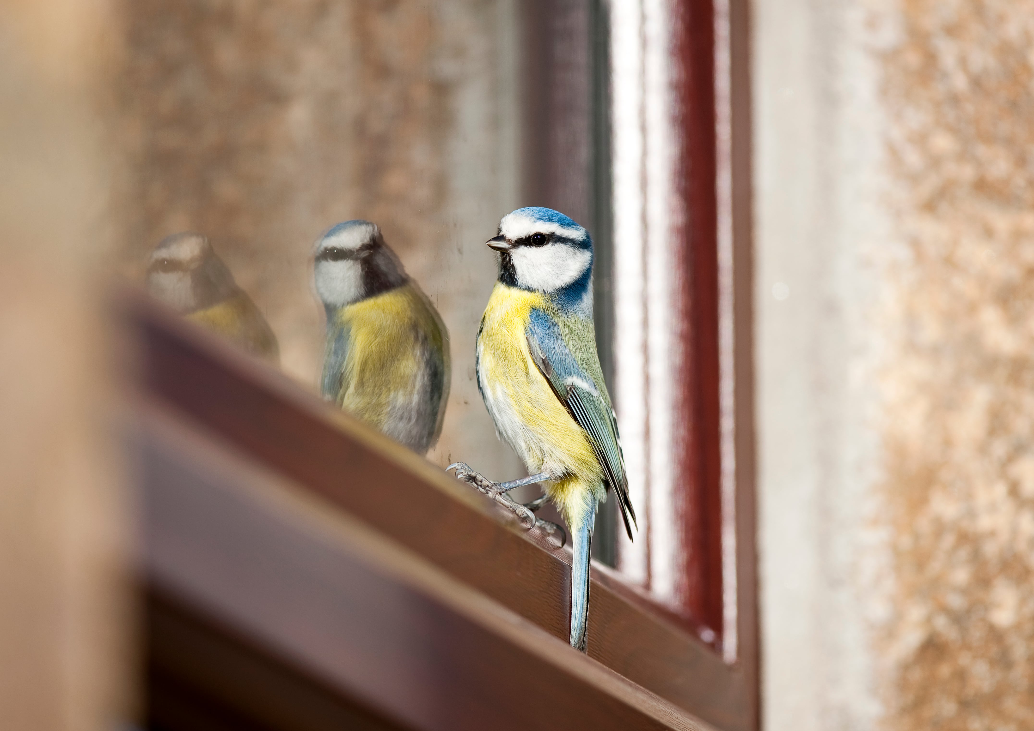 Los pájaros desempeñan un papel crucial en los ecosistemas.
