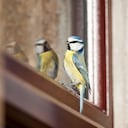 Los pájaros desempeñan un papel crucial en los ecosistemas.
