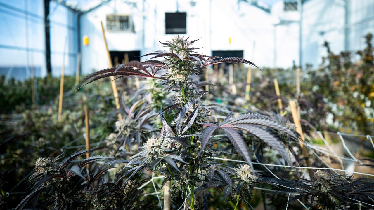 Tenía todas las características de un montaje de cultivo de cannabis.