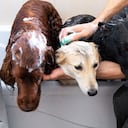 ¿Cuánto tiempo puede estar un perro sin bañarse?