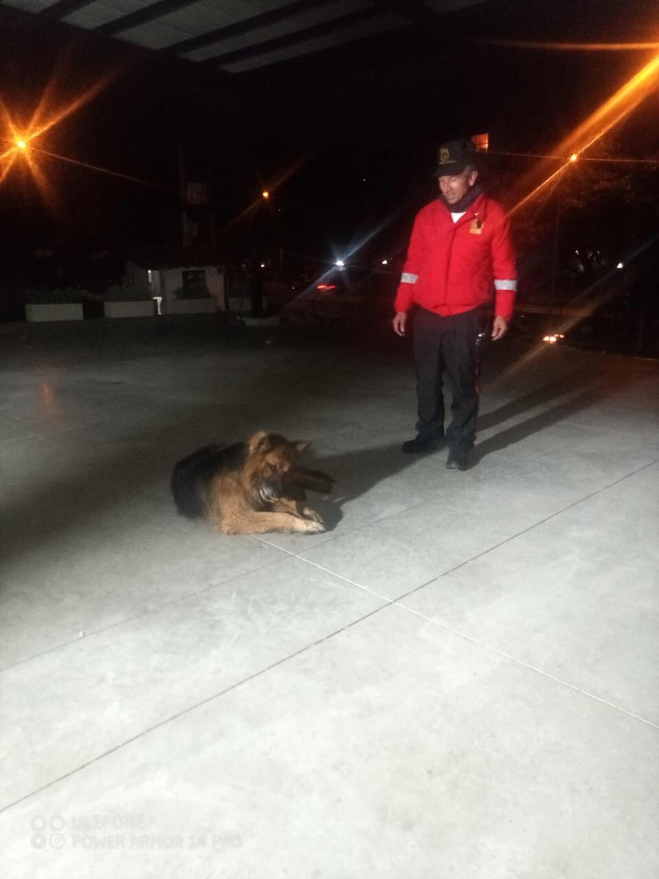 Luego de las denuncias en redes sociales, Bongo fue reubicado en otra instalación donde estará a salvo de las lluvias.