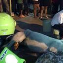 Los equinos han seguido cayendo en las calles de la capital bolivarense.