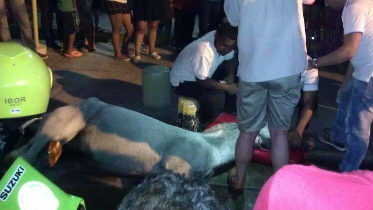 Los equinos han seguido cayendo en las calles de la capital bolivarense.