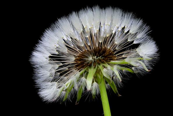 El diente de león es considerado como una planta con capacidades depurativas y digestivas, gracias a sus beneficios a nivel hepático y renal, así como su acción laxante. (AP)
