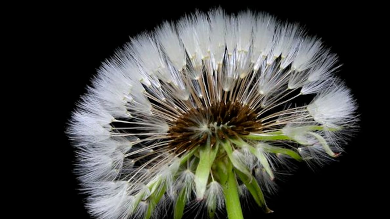 El diente de león es considerado como una planta con capacidades depurativas y digestivas, gracias a sus beneficios a nivel hepático y renal, así como su acción laxante.