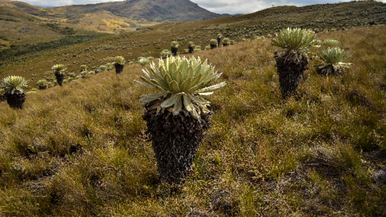 Páramo de Siscunsí, Boyacá.